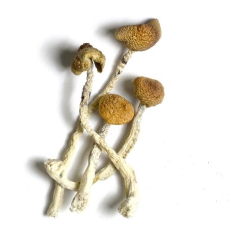 psilocybin mushrooms in oklahoma