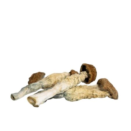 magic mushrooms in nj