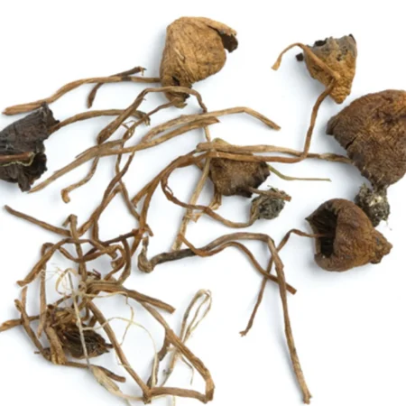 buy magic mushroom usa