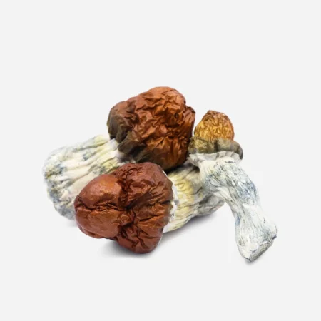 magic mushrooms san diego