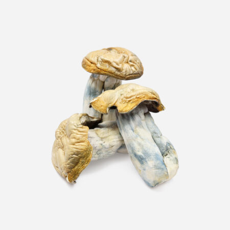 hillbilly mushroom strain