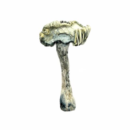 jedi mindfuck mushroom