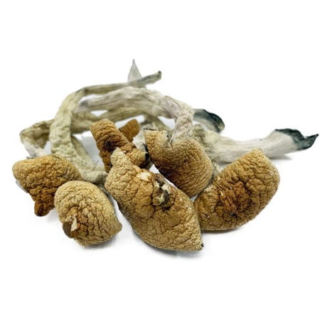 order lizard king mushrooms