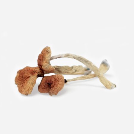 malabar mushroom strain