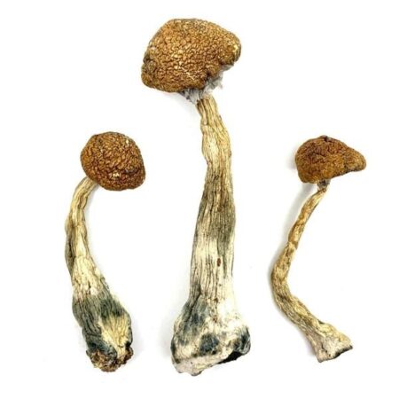 where to buy magic mushrooms denver