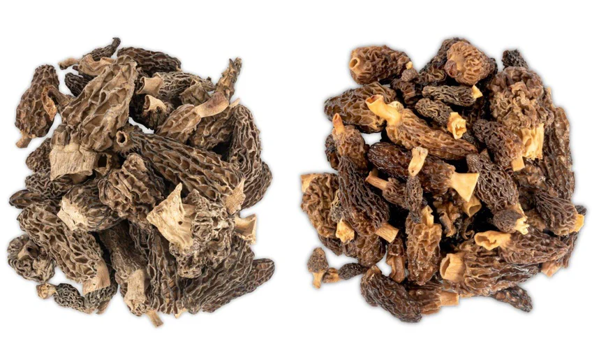 Dried Morel Mushrooms 3 Dried Morel Mushrooms - Image 3