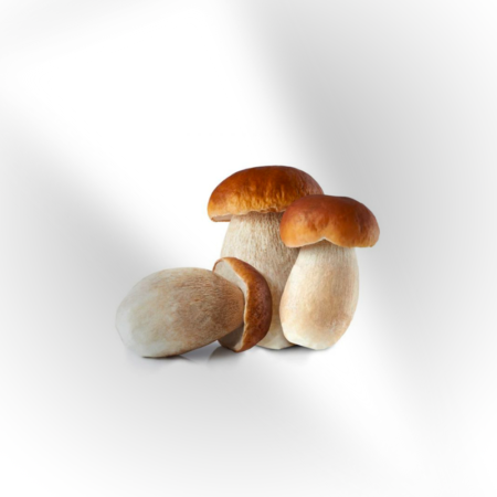 porcini mushroom fresh