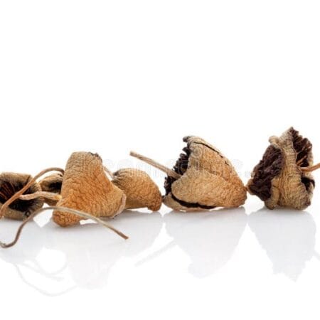 order liberty cap dried