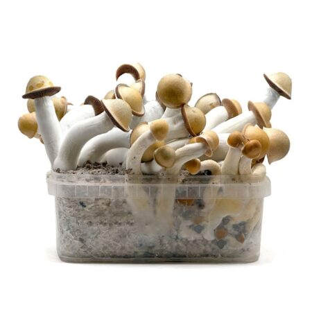 best magic mushroom grow kit