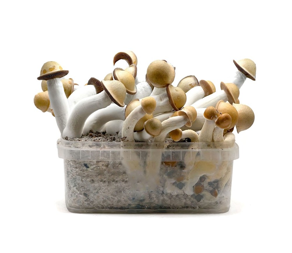 best magic mushroom grow kit