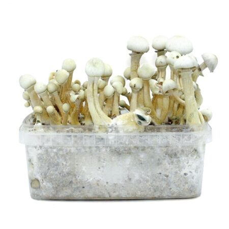 buy magic mushroom grow kit