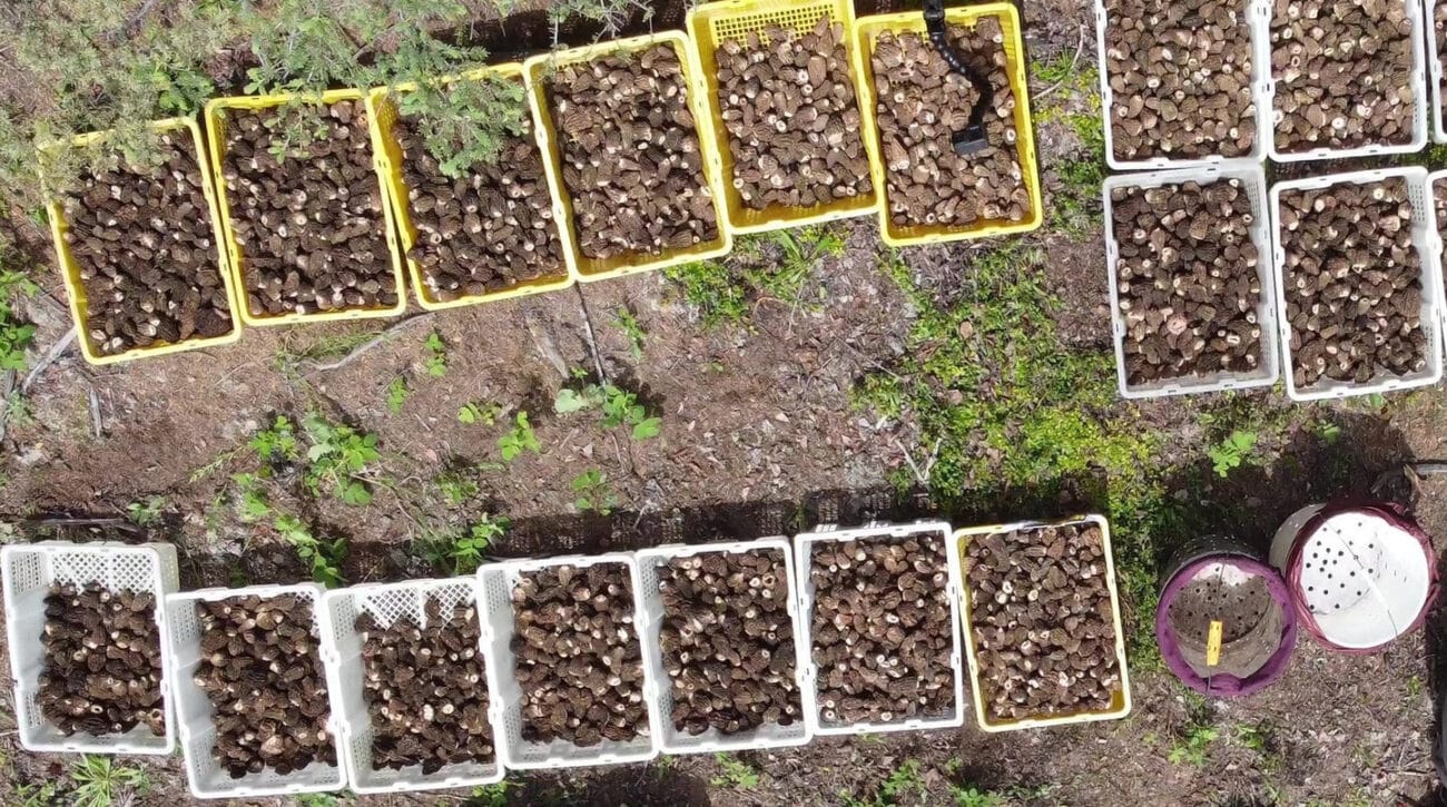 Fresh vs. Dried Morel Mushrooms: Taste, Nutrition, Storage & Cooking Guide 8 fresh vs. dried morel mushrooms