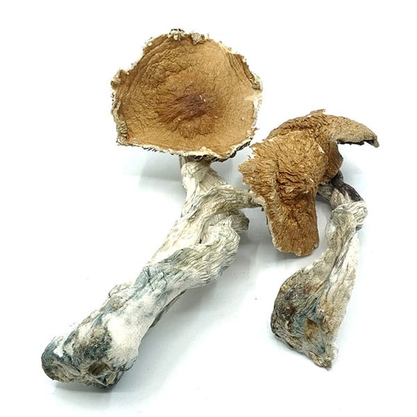 PES Hawaiian Magic Mushroom 1 pes hawaiian