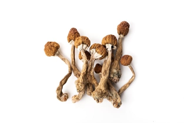 dry psilocybin mushrooms psilocybe cubensis 705804 4337