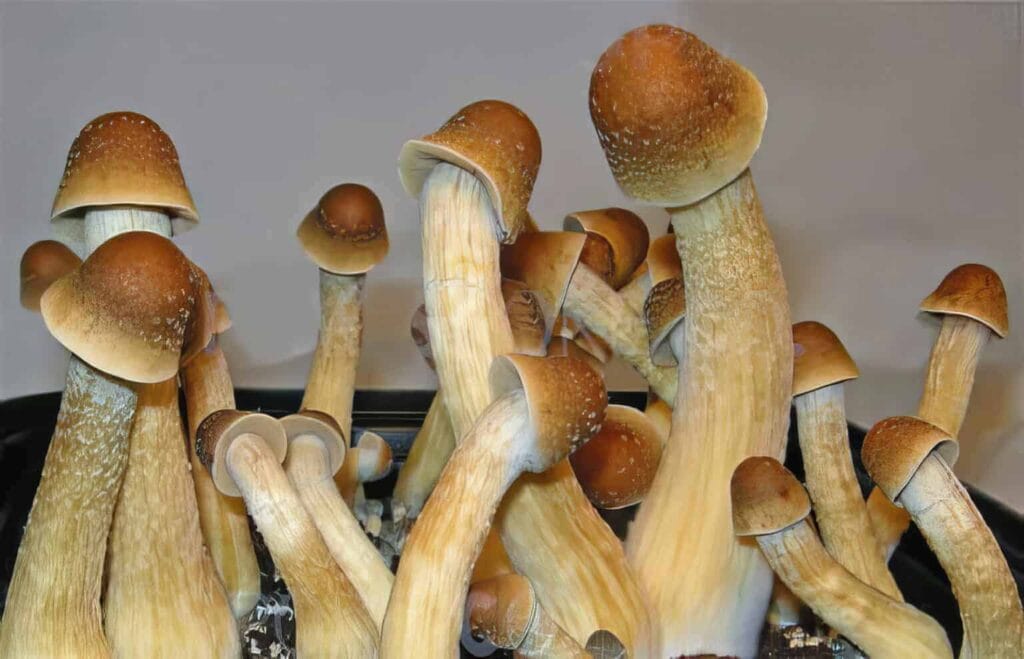 what are penis envy mushrooms 1