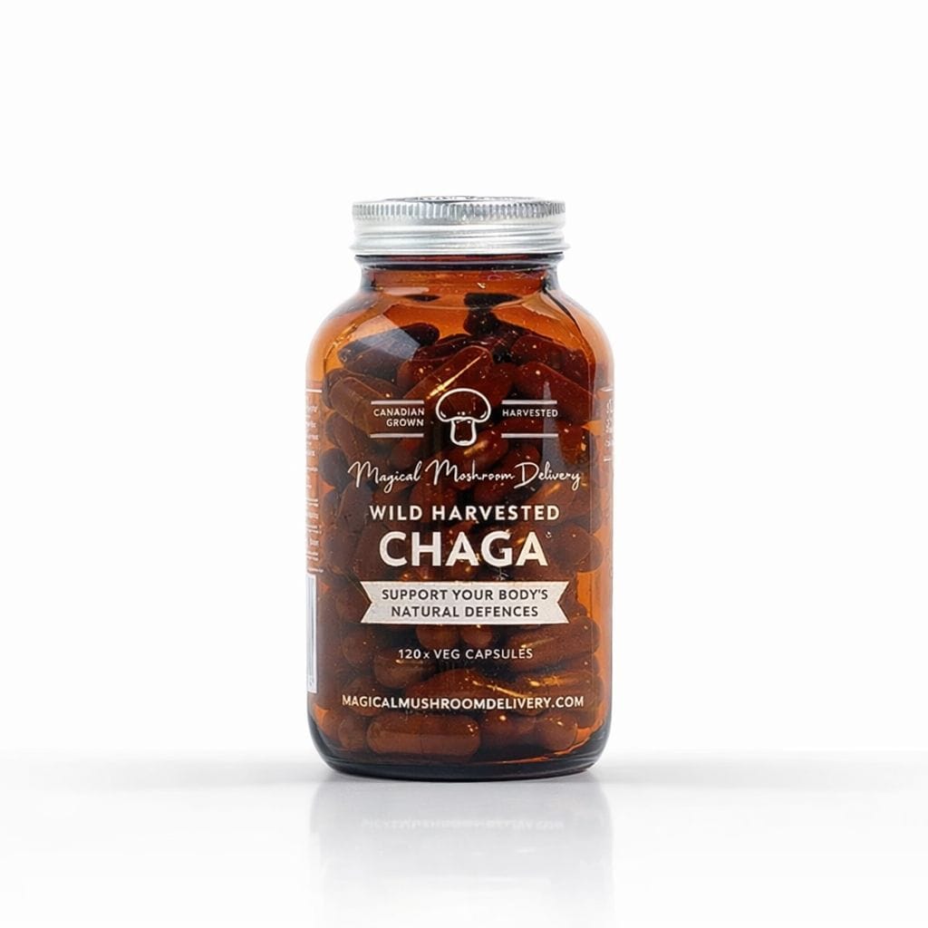Wild Chaga Mushroom 1 wild chaga mushroom