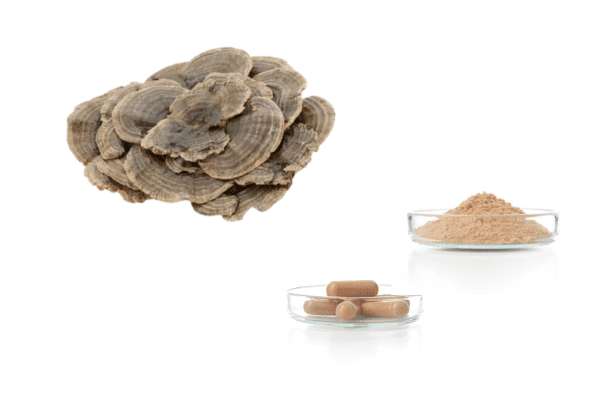 turkey tail mushroom supplement benefits