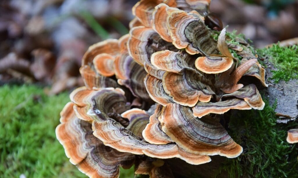 turkey tail mushroom supplement benefits